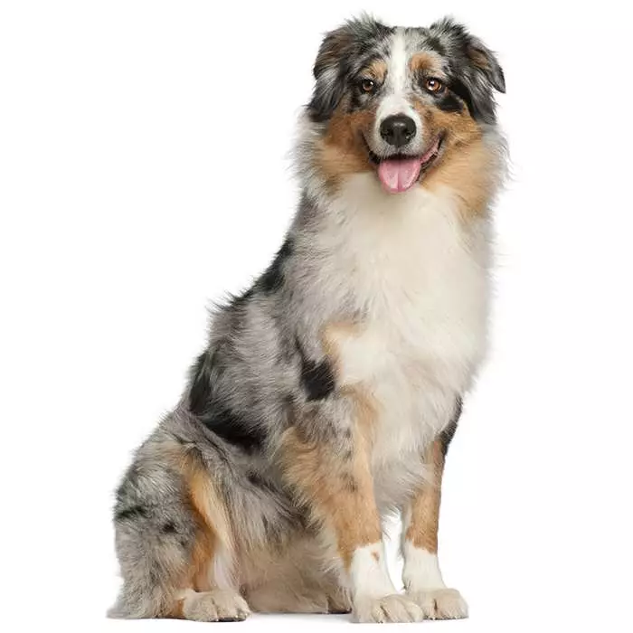 Australian Shepherd