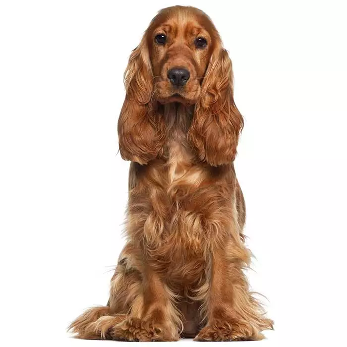 Cocker Spaniel