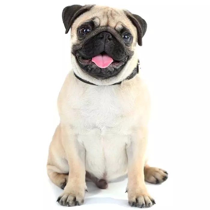 Pug