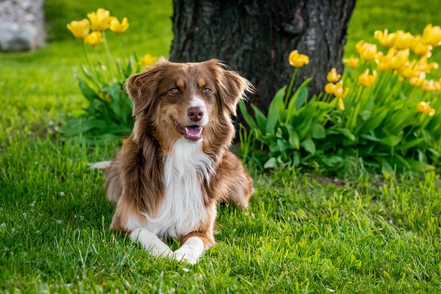 australian shepherd, dog, domestic animal, animal, garden tulips, domestic, mammal, garden, close up, nature, usa, dog breed, lilo, australian shepherd, australian shepherd, australian shepherd, dog, dog, pet, dog, dog, dog